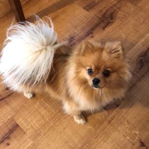 Meet your Posher, Meghan